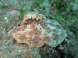 Image of Berried anemone