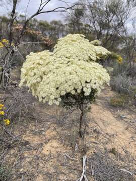 Image of Verticordia roei Endl.