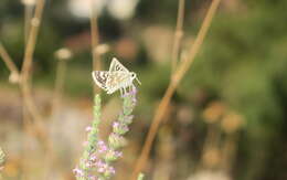 Image de Hespérie des phlomides