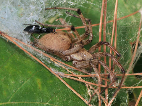 Imagem de Aphantaulax trifasciata (O. Pickard-Cambridge 1872)