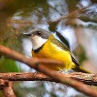 صورة Pachycephala caledonica (Gmelin & JF 1789)