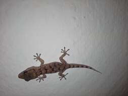 Image of Gomero Wall Gecko