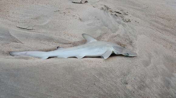 Image of Bonnethead Shark