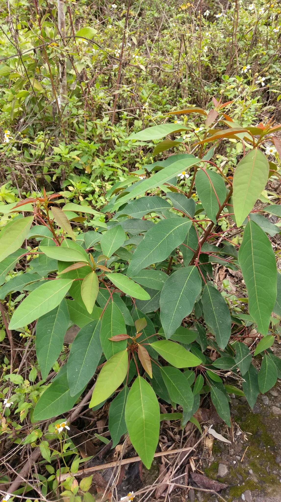 Image of Triadica cochinchinensis Lour.