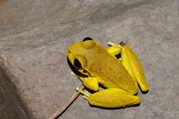 Image of Lesueur's frog