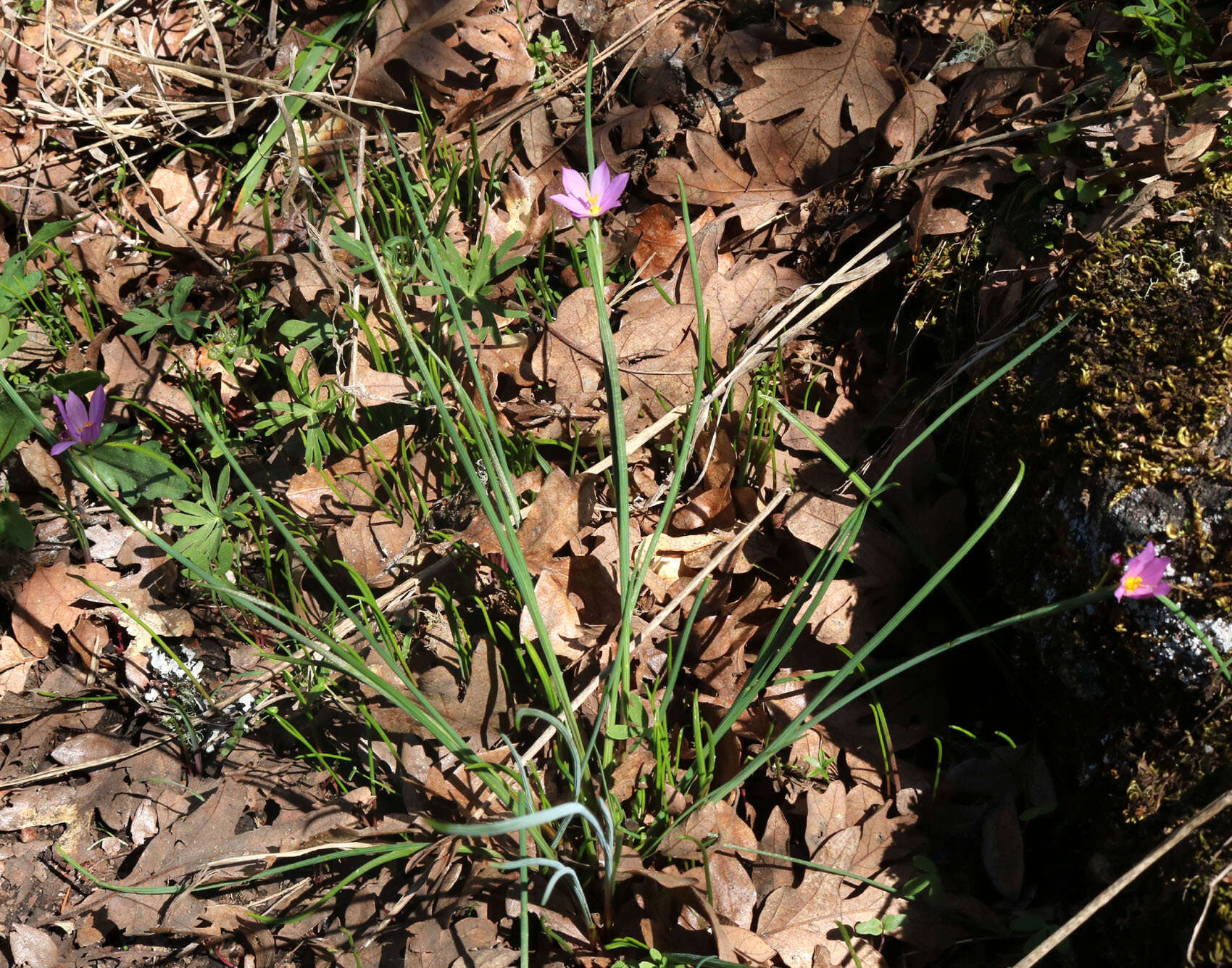 Image of inflated grasswidow