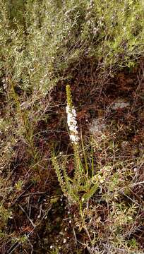 Image of Epacris pauciflora A. Rich.