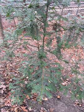 Image of Japanese Yew