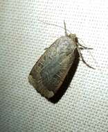 صورة Abagrotis alternata Grote 1864