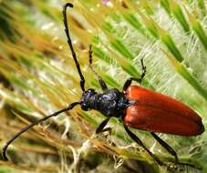 Image of Stictoleptura fontenayi (Mulsant 1839)