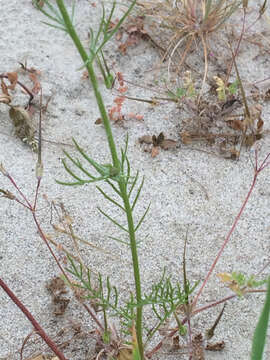 Image of bluehead gilia