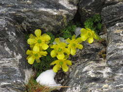 Image of Ranunculus sericophyllus Hook. fil.