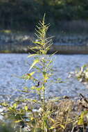 Image of tidalmarsh amaranth