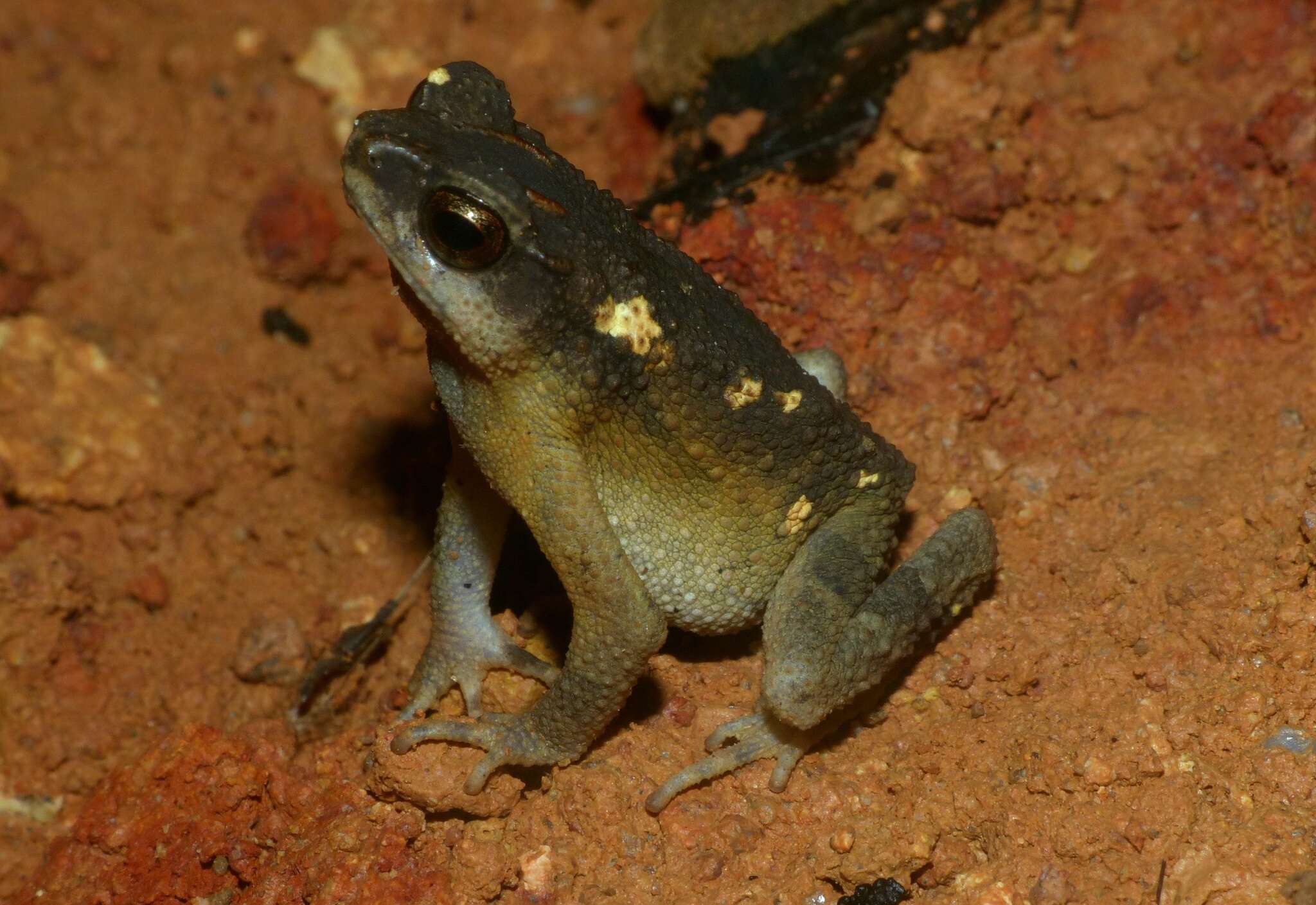 Ingerophrynus parvus (Boulenger 1887) resmi