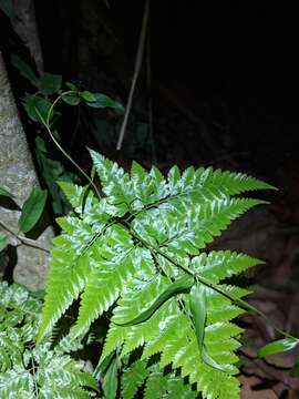 Image of Davallia denticulata (Burm. fil.) Mett. ex Kuhn