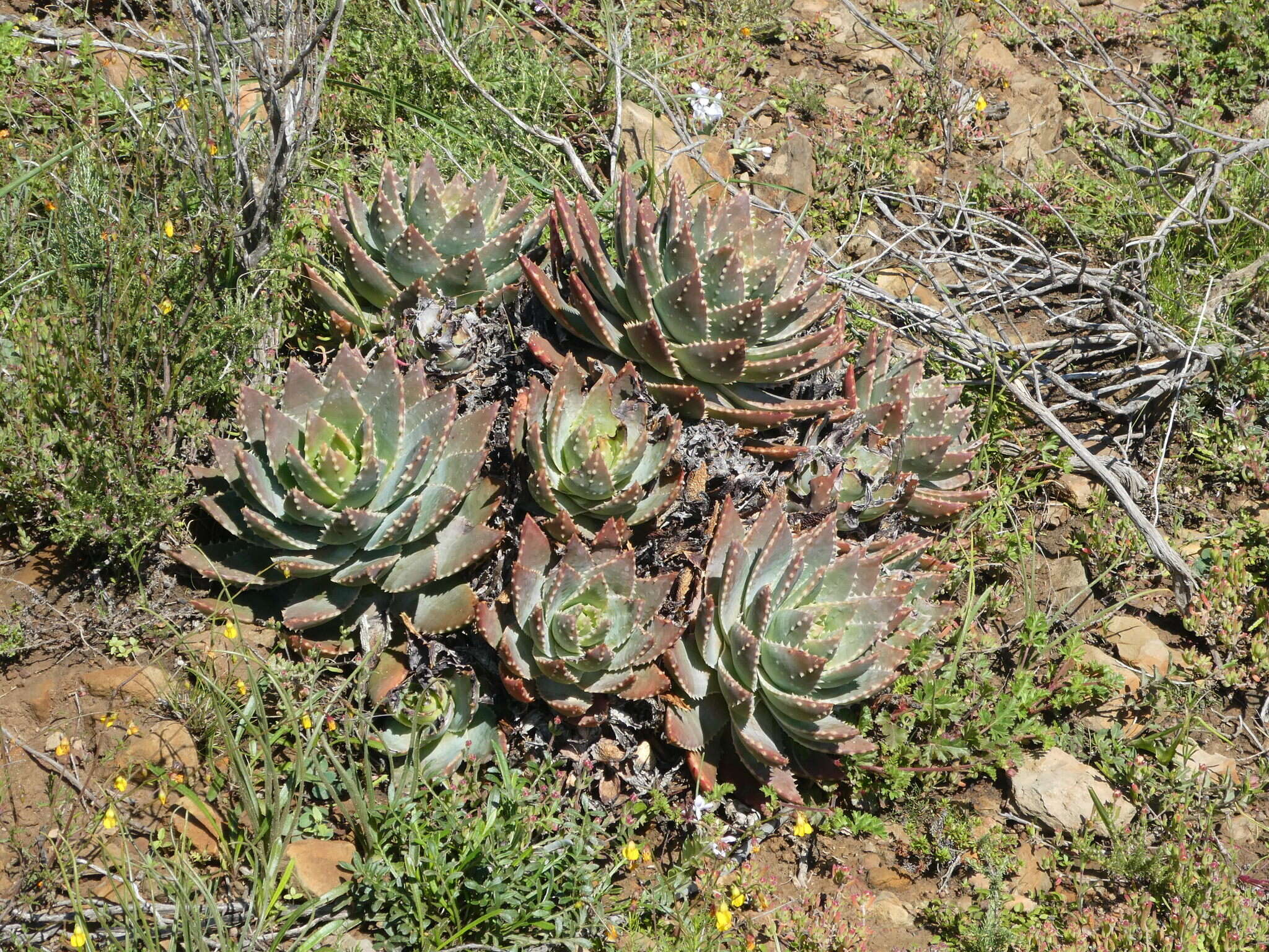 Image of Aloe brevifolia Mill.