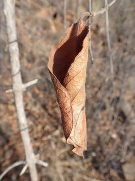 Imagem de Combretum zeyheri Sond.