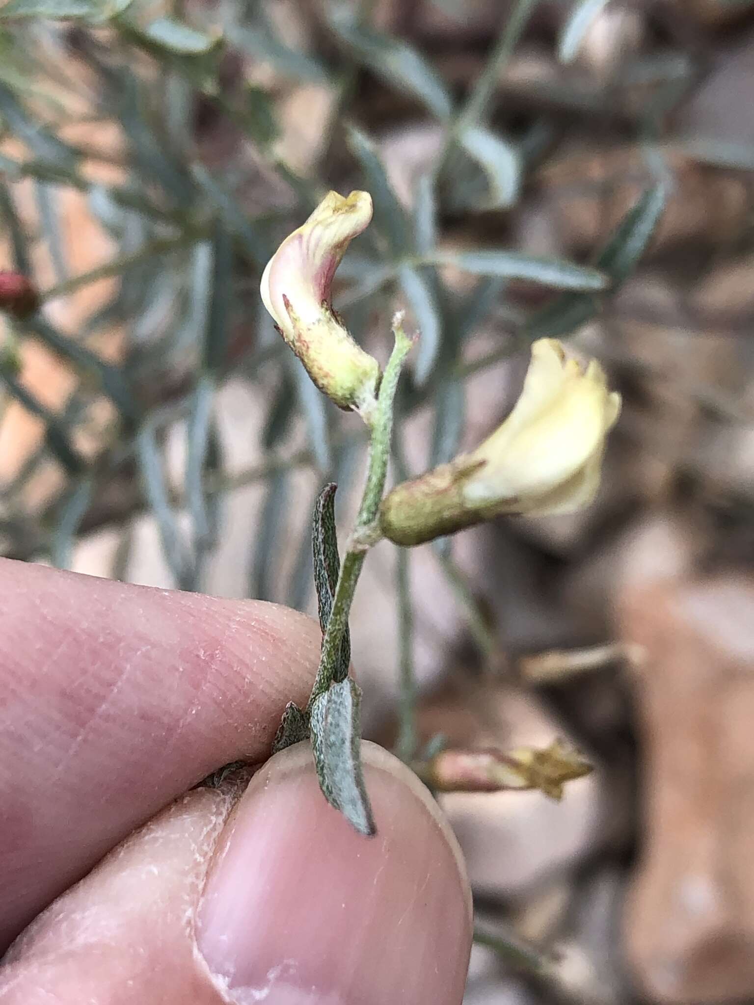 Plancia ëd Astragalus aequalis Clokey