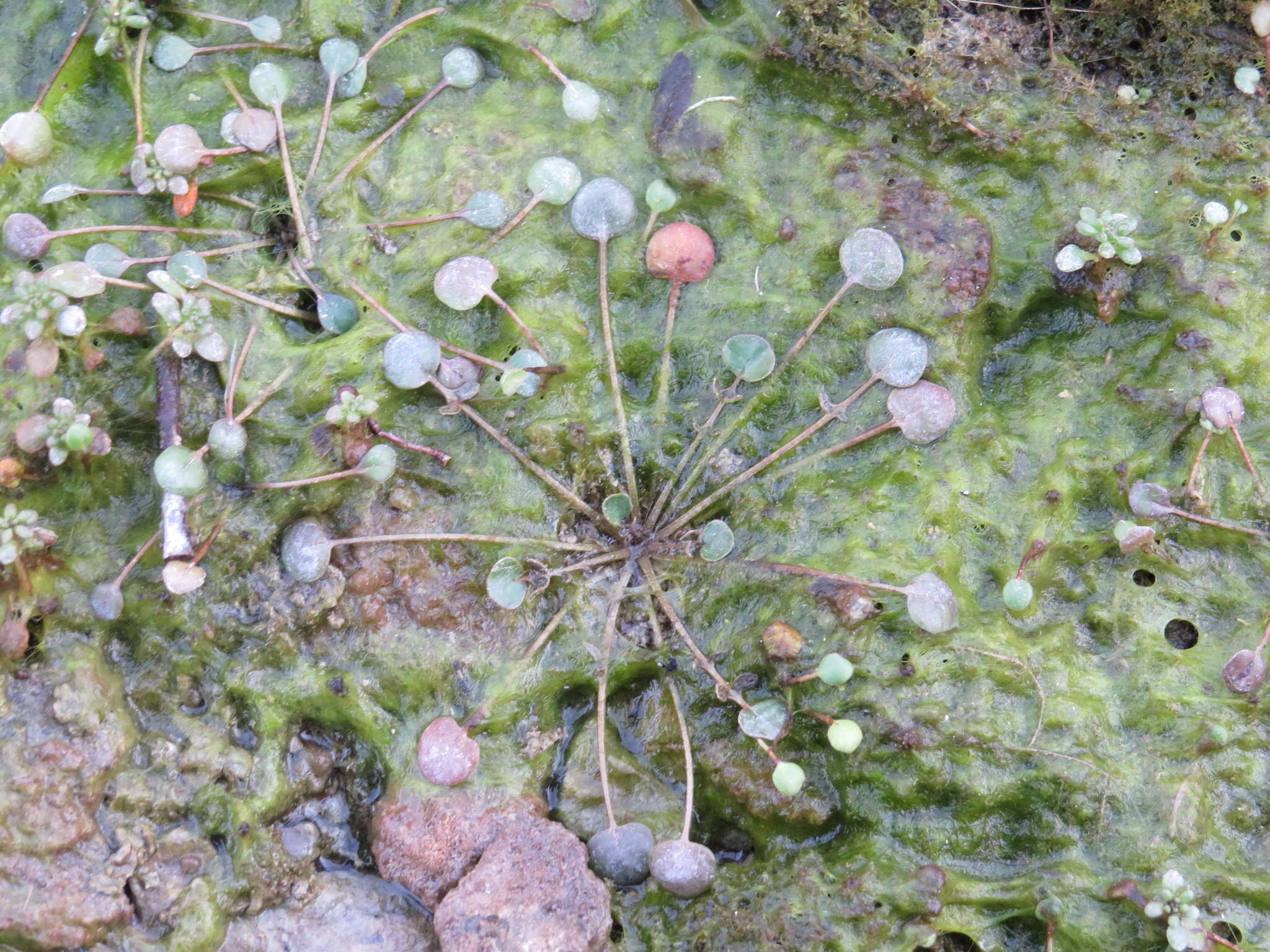 Imagem de Leavenworthia torulosa A. Gray