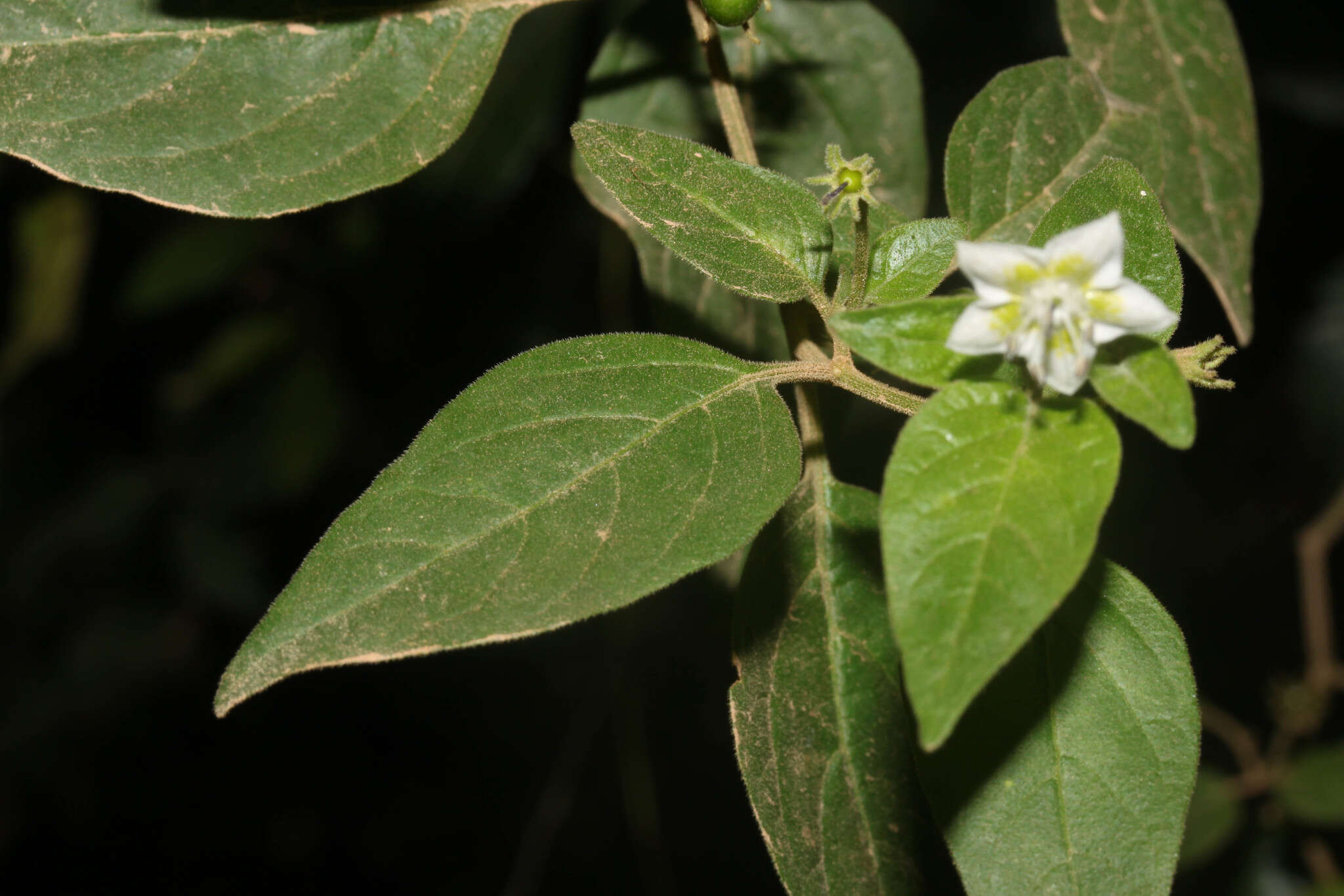 Image of Capsicum eshbaughii Barboza