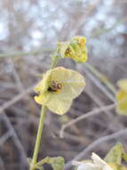 Mirabilis linearis (Pursh) Heimerl resmi