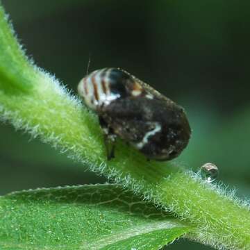 Image de Clastoptera obtusa (Say 1825)