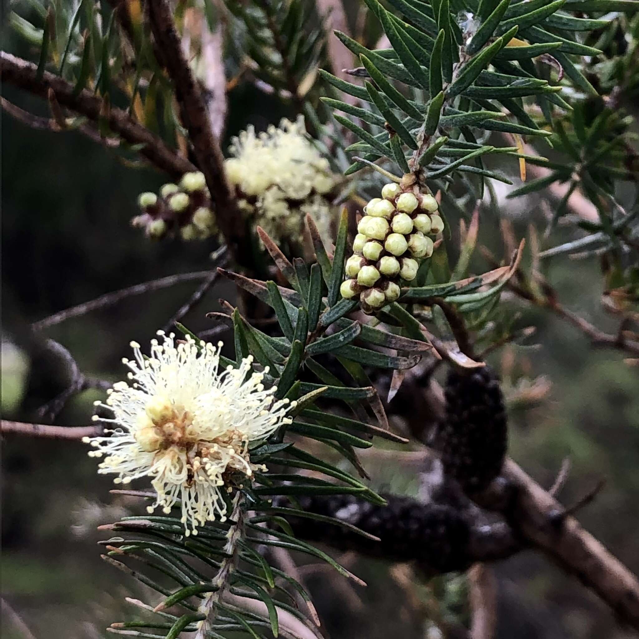 Melaleuca incana R. Br.的圖片