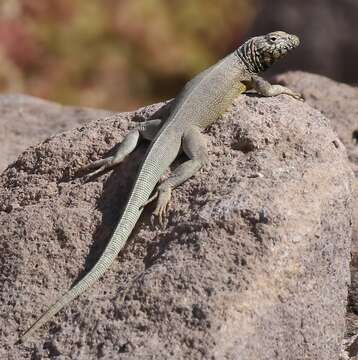 Image of Yanez's Lava Lizard