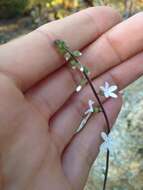 Image of Bolander's woodland-star