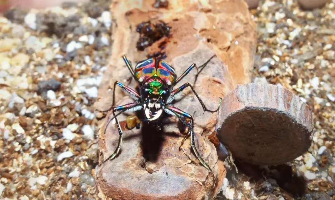 Image of Cicindela (Sophiodela) chinensis De Geer 1774