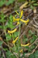 Image de Corydalis curvisiliqua subsp. occidentalis (Engelm. ex A. Gray) W. A. Weber