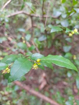 Image of Rhamnus diffusus Clos