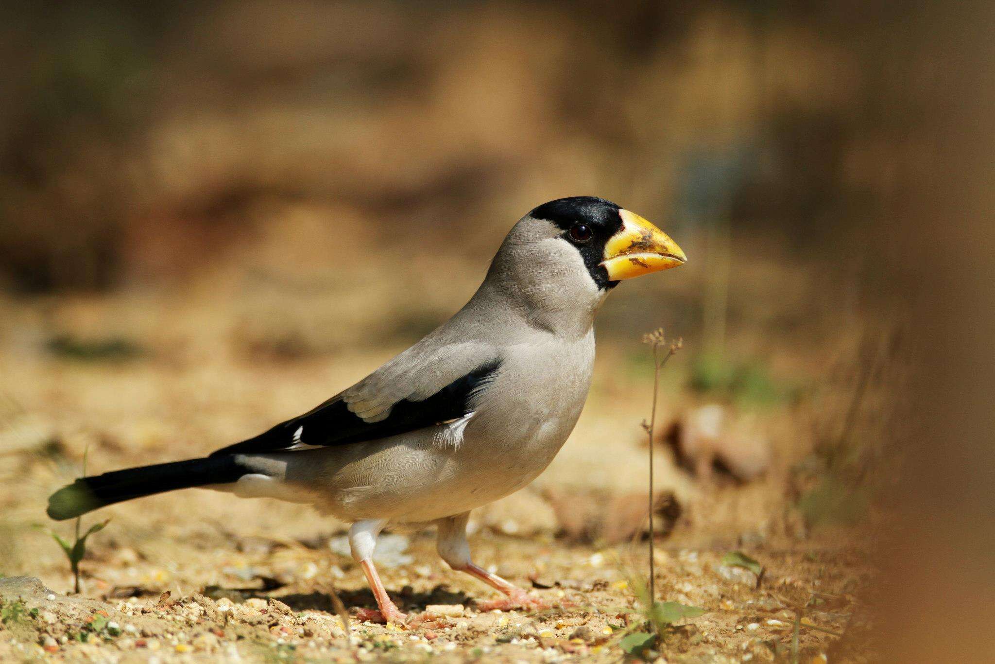 Image of Japanese Grosbeak