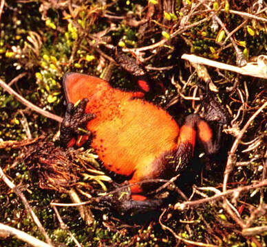 Image of Black Andean toad