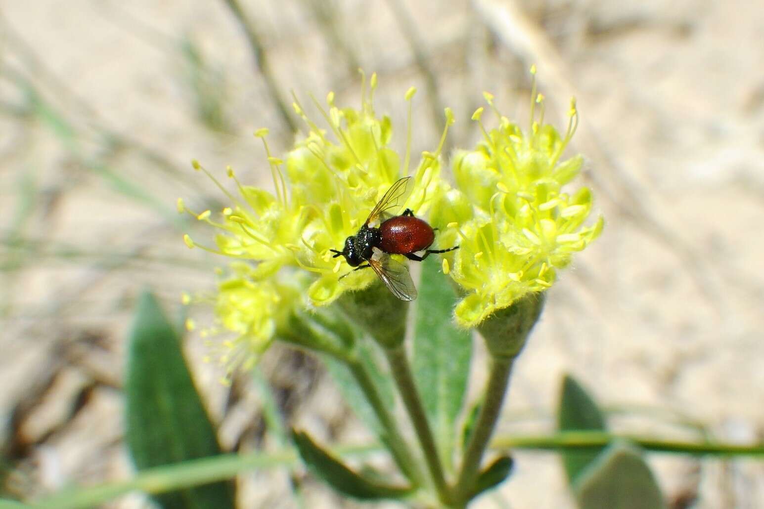 Image of Besseria brevipennis (Loew 1863)