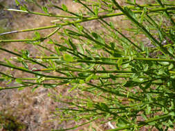 Image of Dipyrena juncea (Gillies & Hook.) Ravenna