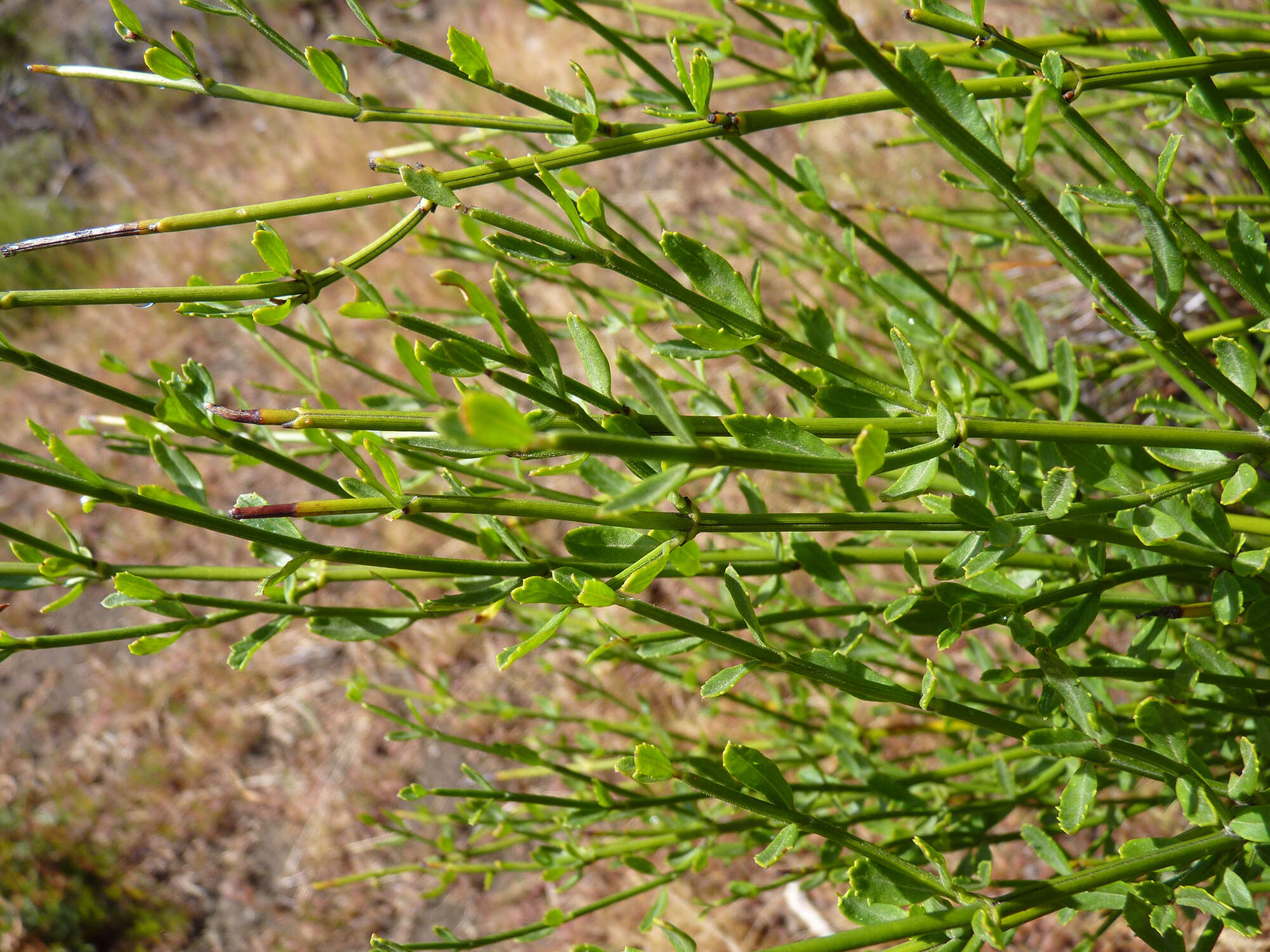 Image of Dipyrena juncea (Gillies & Hook.) Ravenna