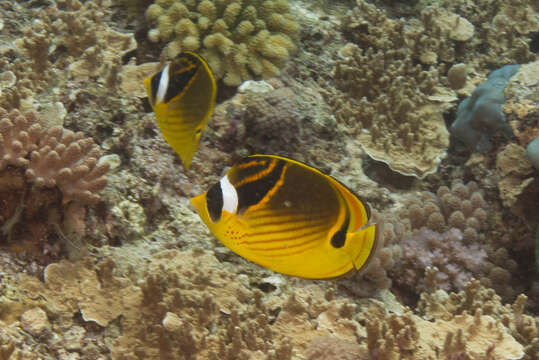 Image of Halfmoon Butterflyfish