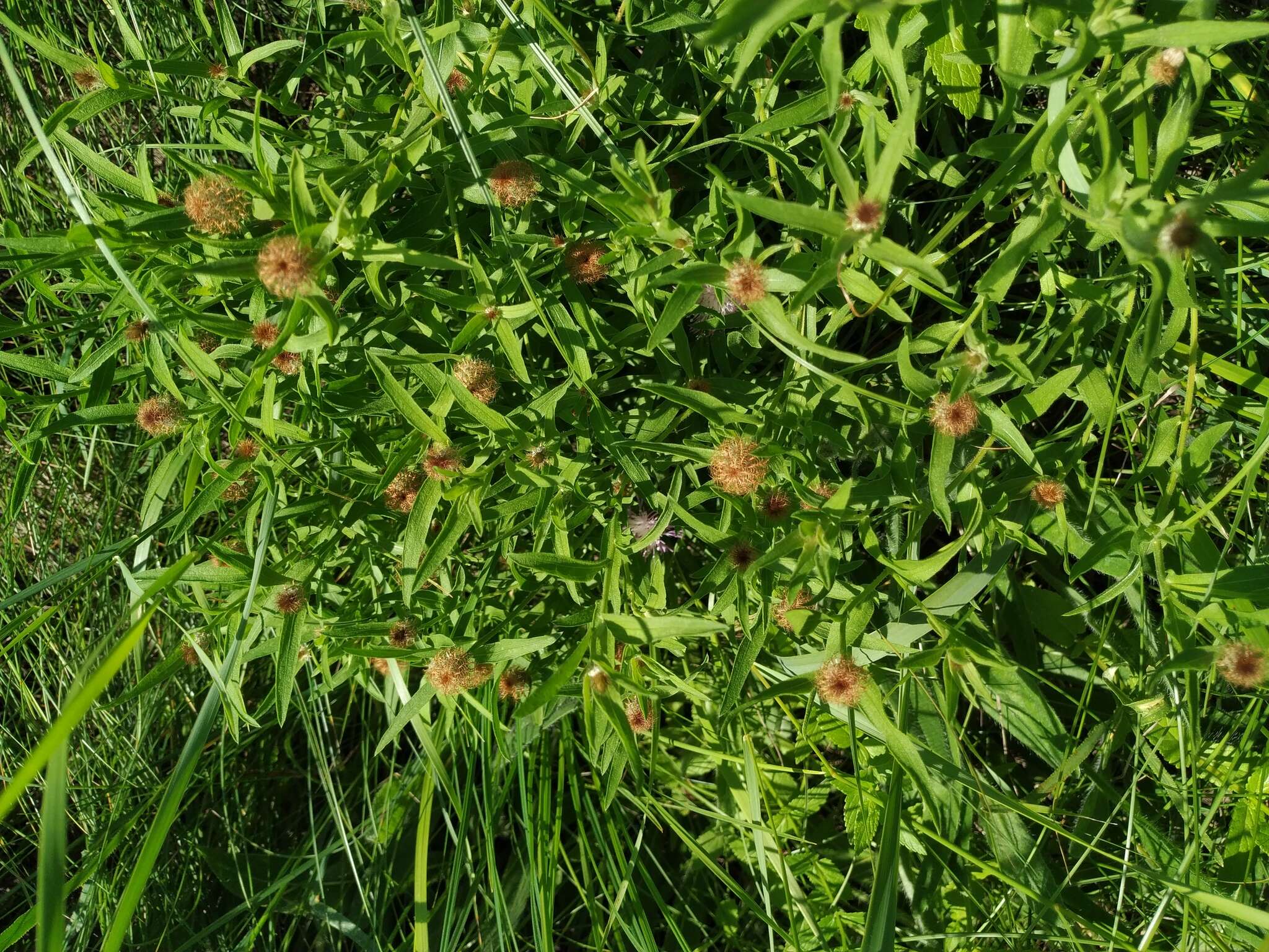 Image of feather-head knapweed