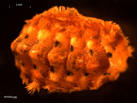 Image of <i>Acanthochitona fascicularis</i> (Linnaeus 1767)