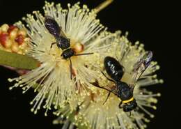 Imagem de Hylaeus primulipictus (Cockerell 1905)