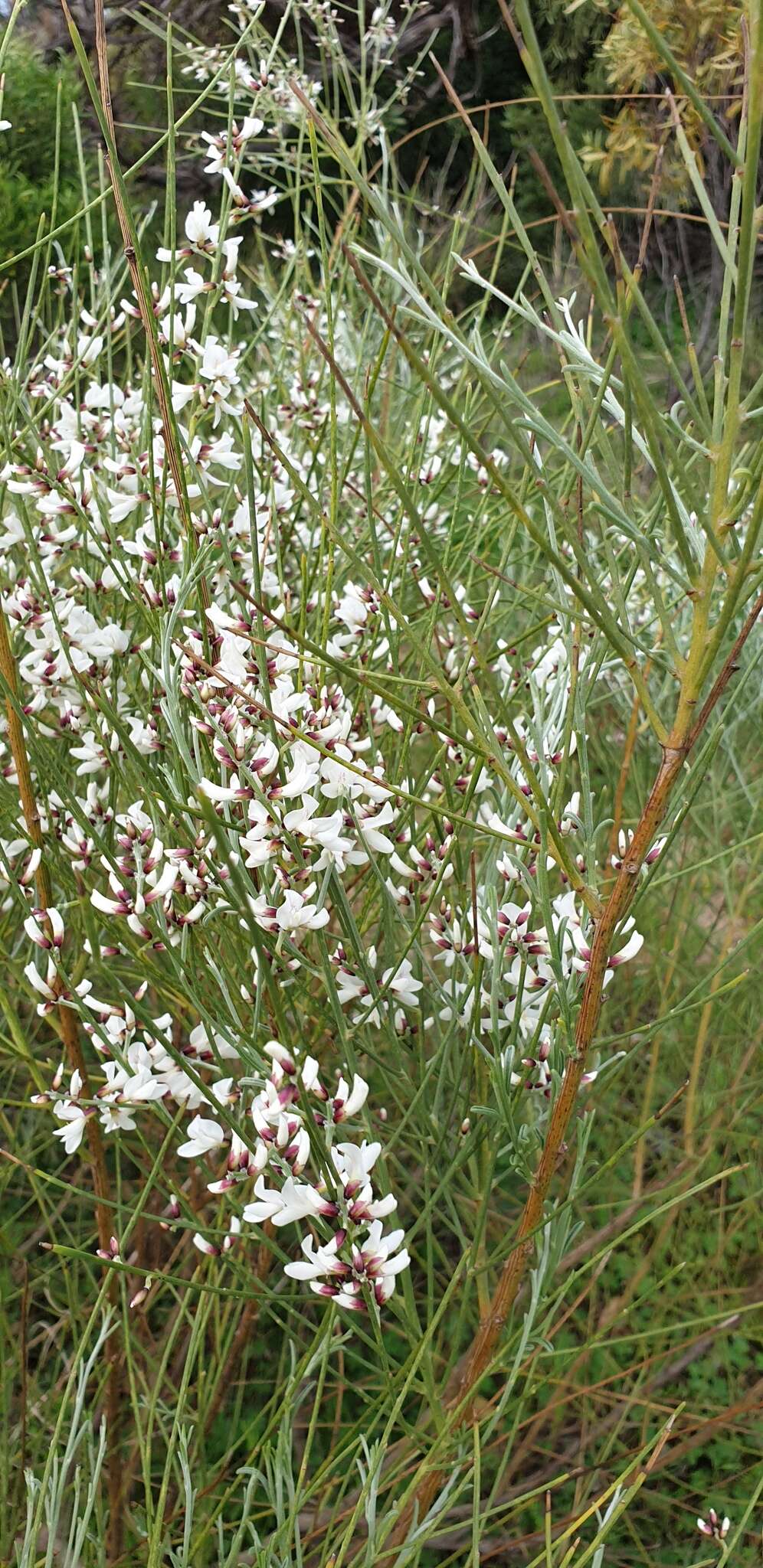 Image of Retama monosperma (L.) Boiss.