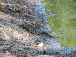 Image of Mexican Garter Snake