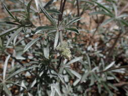 Image of tall silky lupine