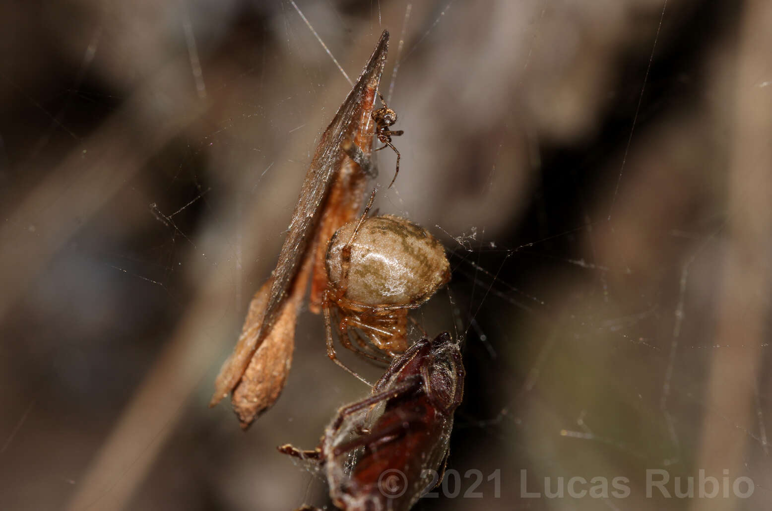 صورة Tidarren sisyphoides (Walckenaer 1841)