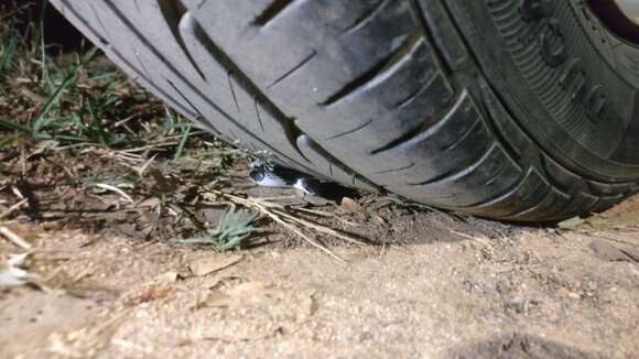 Image of Barred Wolf Snake