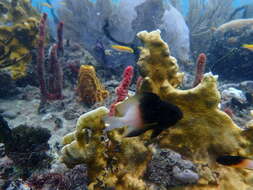 Image of Bicolor Damselfish