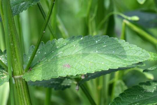 Image of Nepeta nuda L.