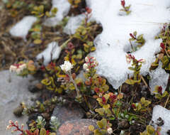 Image de Gaultheria colensoi Hook. fil.