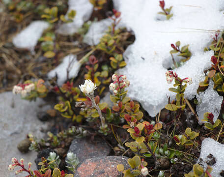 Imagem de Gaultheria colensoi Hook. fil.